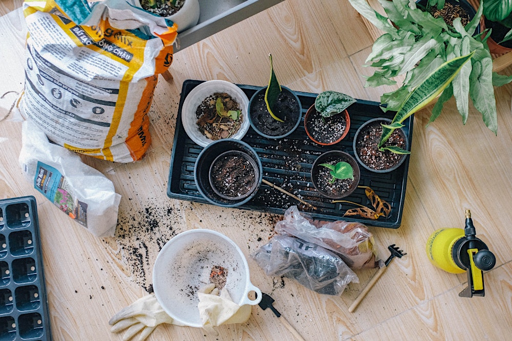 Propagation Station: Herb Planting Workshop