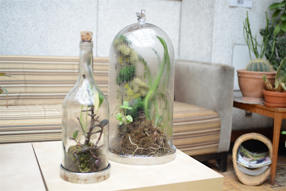 Enclosed Terrarium Workshop