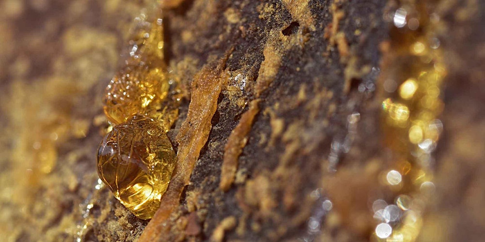 Tracing Perfume: Amber & Balsamic, Part 1 (in person)