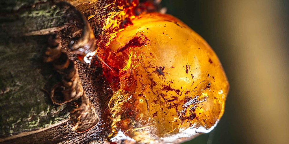 Tracing Perfume: Amber & Balsamic, Part 2 (in person)