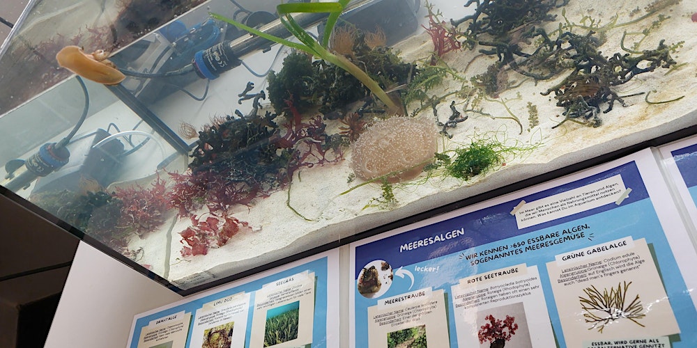 MeerEssen: Neue Lebensmittel aus dem Meer