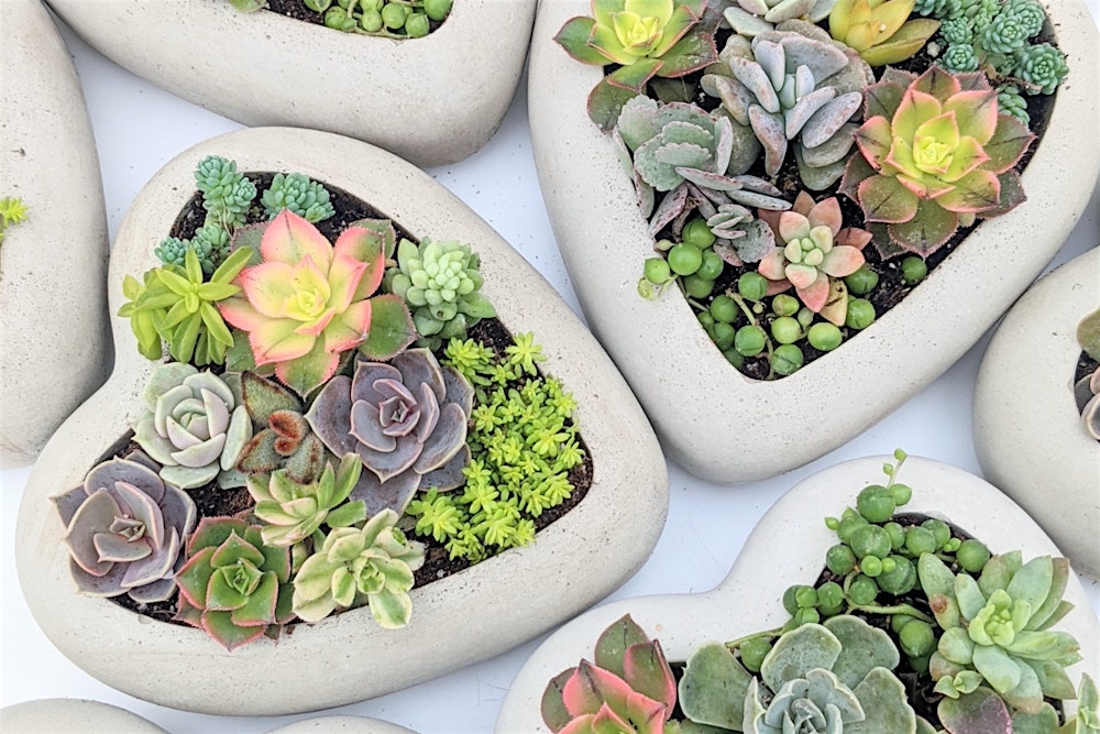 Valentine's Day Heart Succulent Workshop
