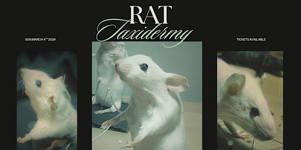 Rat Taxidermy Workshop