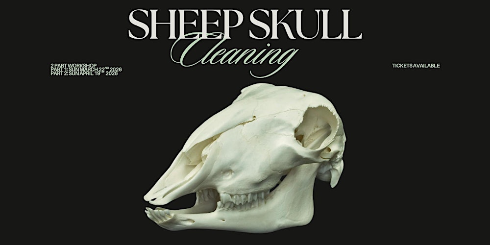Sheep Skull Cleaning Workshop - 2 Days