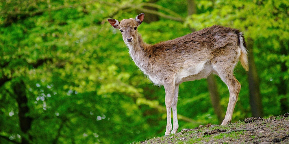 WILD LIVE: FOTOGRAFIEREN IM WILDPARK SCHWARZE BERGE