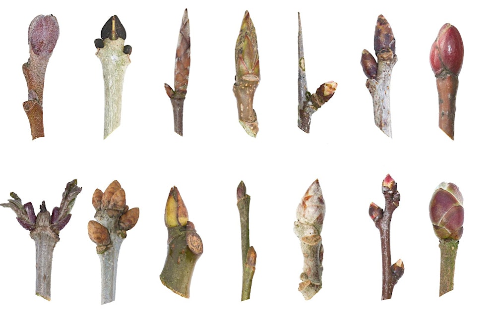 Nature Walk - Winter Tree Identification, Mythology and Folklore