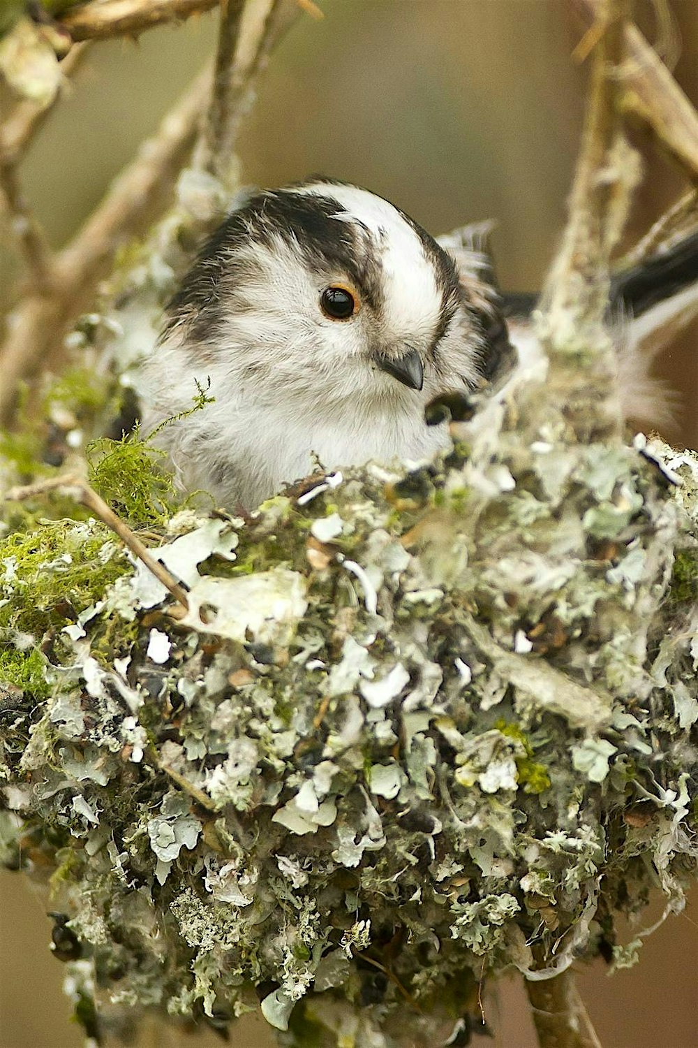 Nature Walk - The Birds of Haigh