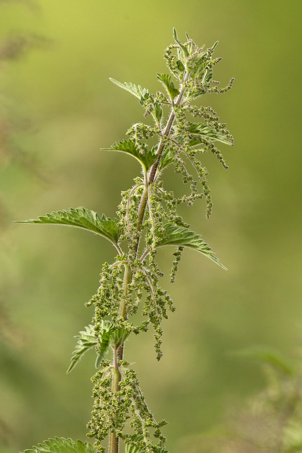 Nature Walk - Spring Foraging