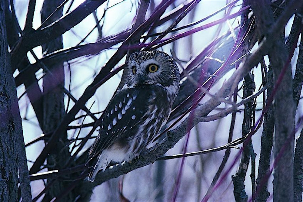 Winter Birding Series: Nocturnal Birds