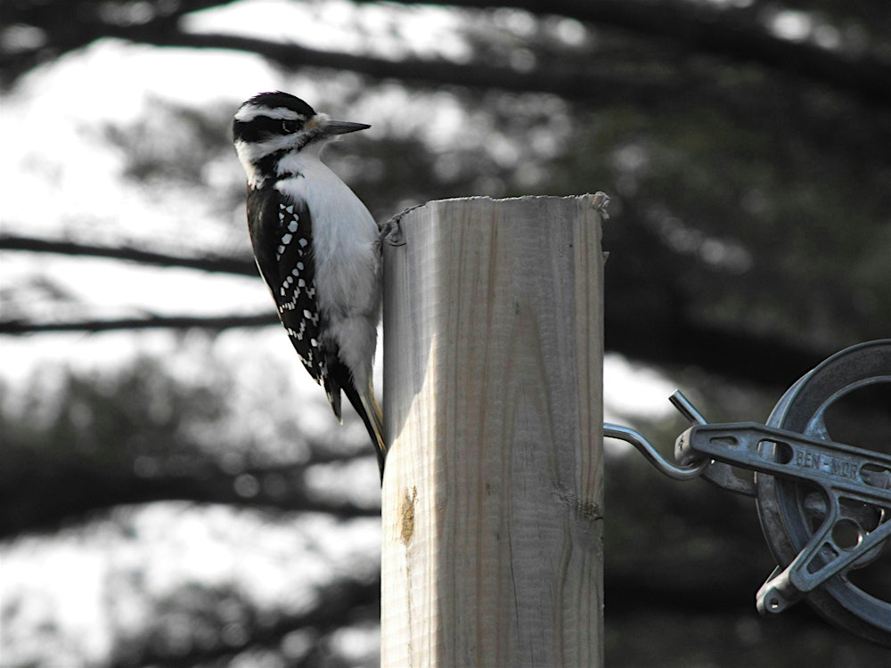 Winter Birding Series: Birds in Winter