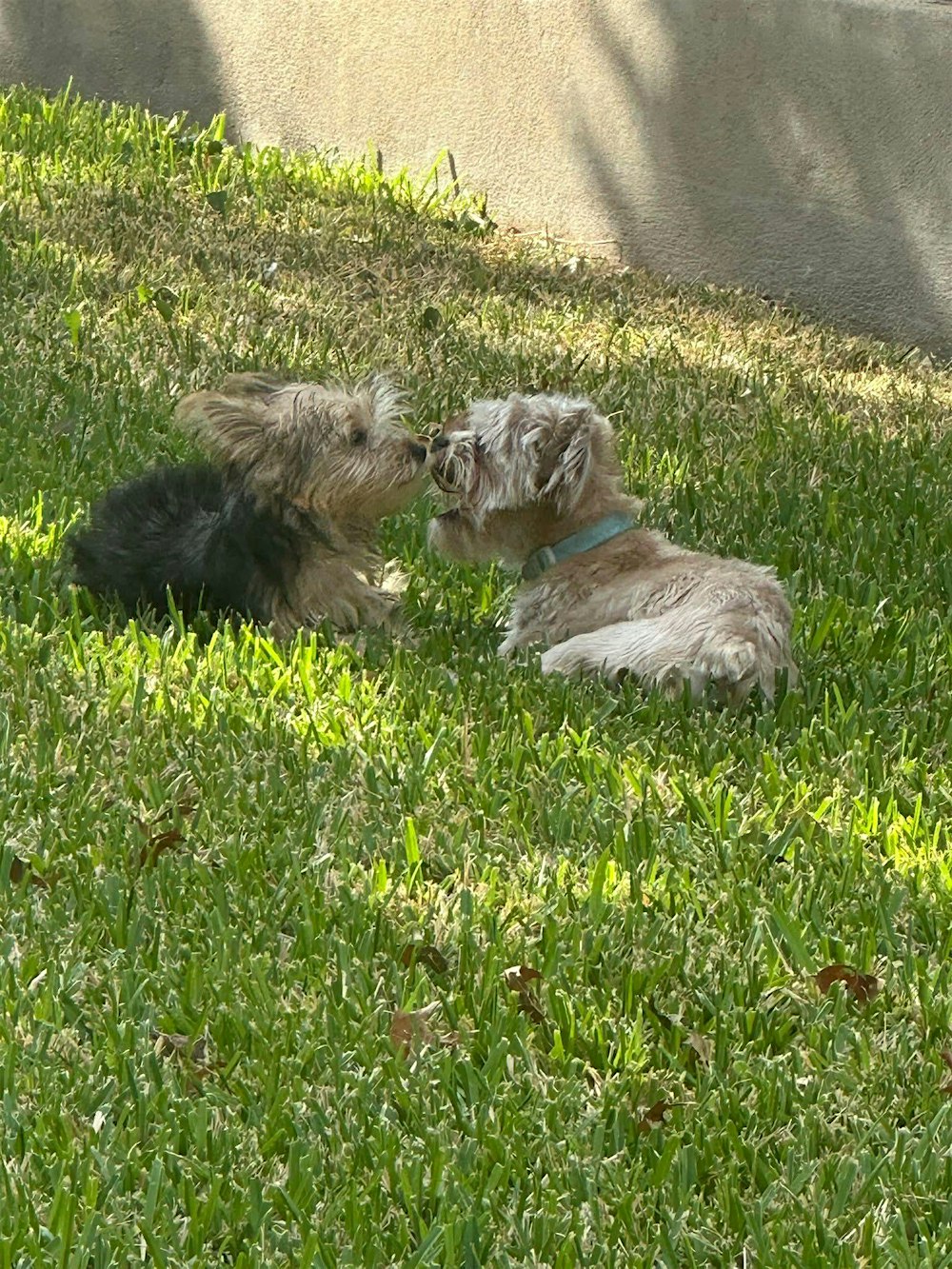 Teddy & Rory’s Puppy Wedding at Zilker Park