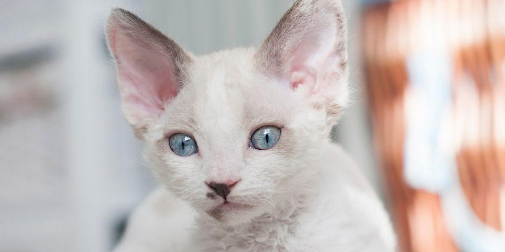 Kitten Yoga  by Yoga Kawa Toronto Devon Rex