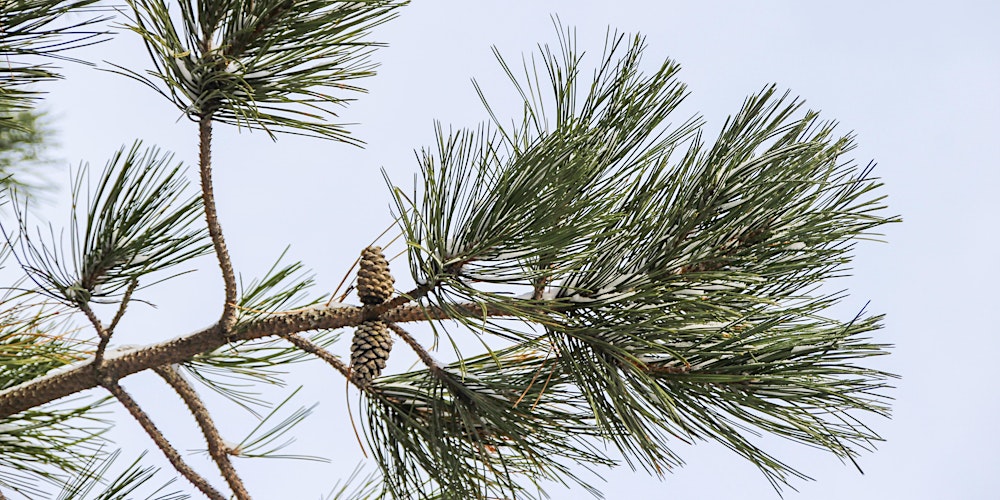 Séance de Shinrin Yoku: Le mont Royal sous son manteau blanc