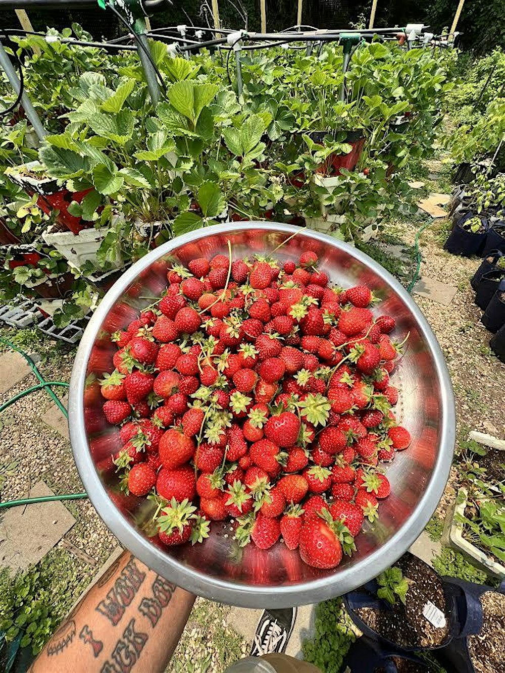 Hydroponic, Vertical and Indoor Gardening