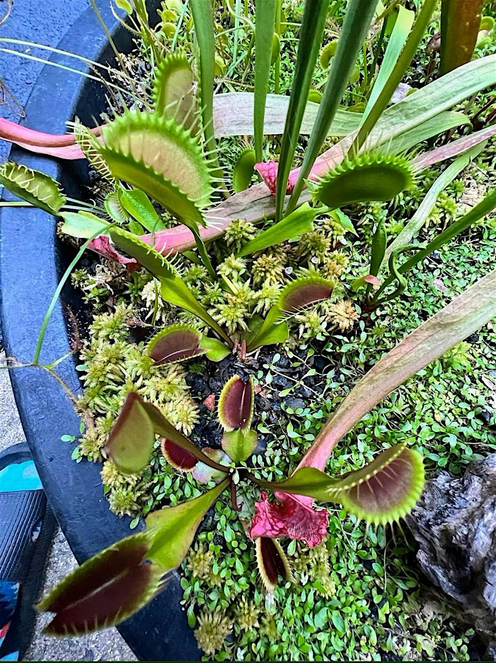 Bog Gardens and Carnivorous Plants