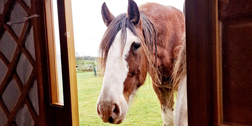 Afternoon Sound Bath with Therapeutic Animals