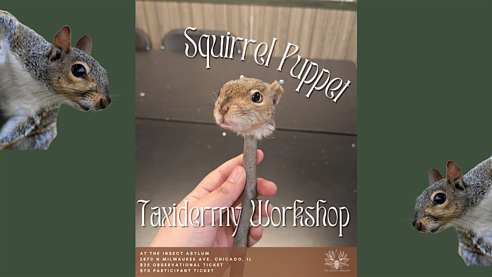 DIY Squirrel Puppet Taxidermy Workshop