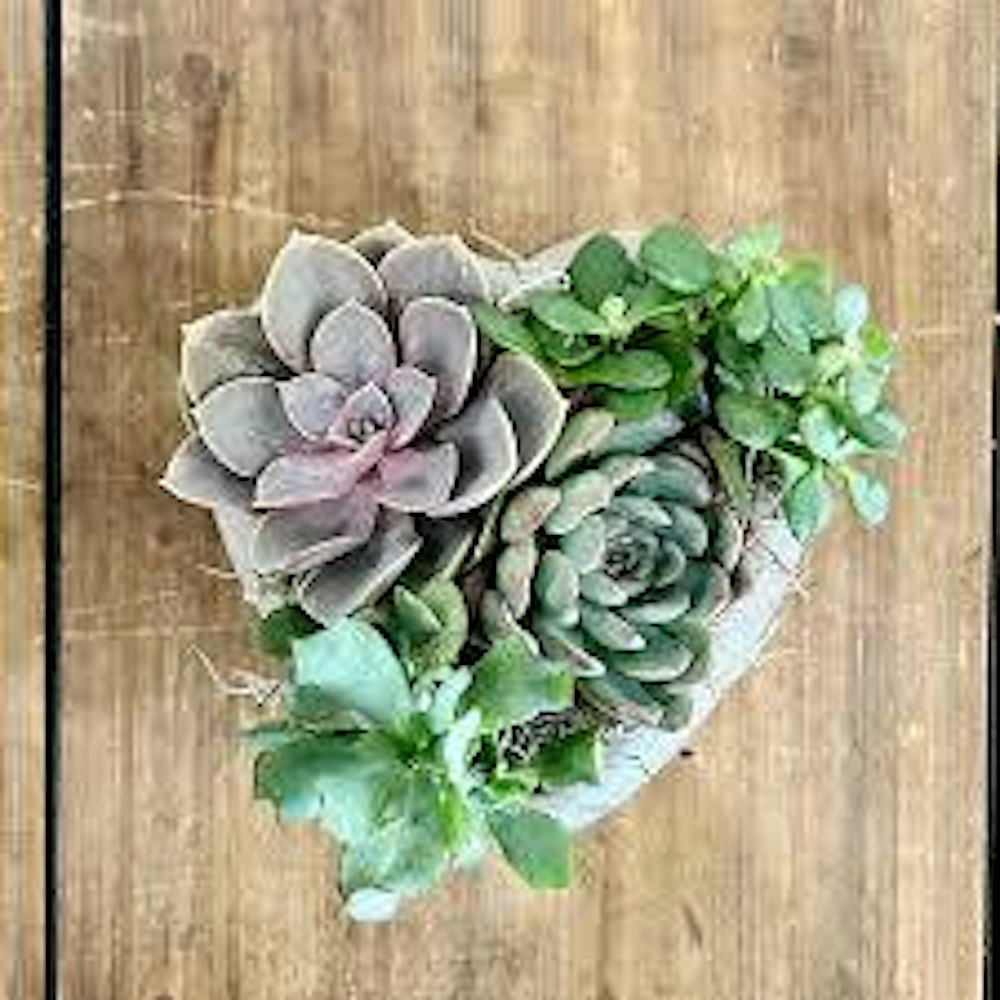 Aloe You Vera Much: A Valentines Succulent Planting Workshop