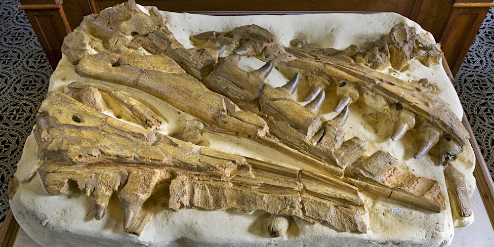 Familiecollege: Hoe onderzoek je fossielen?