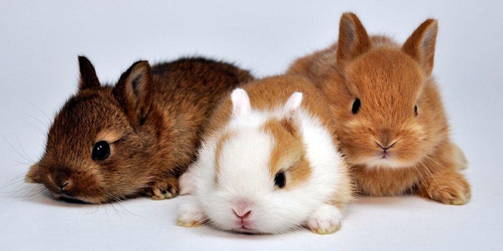 Bunny Yoga by Yoga Kawa Toronto