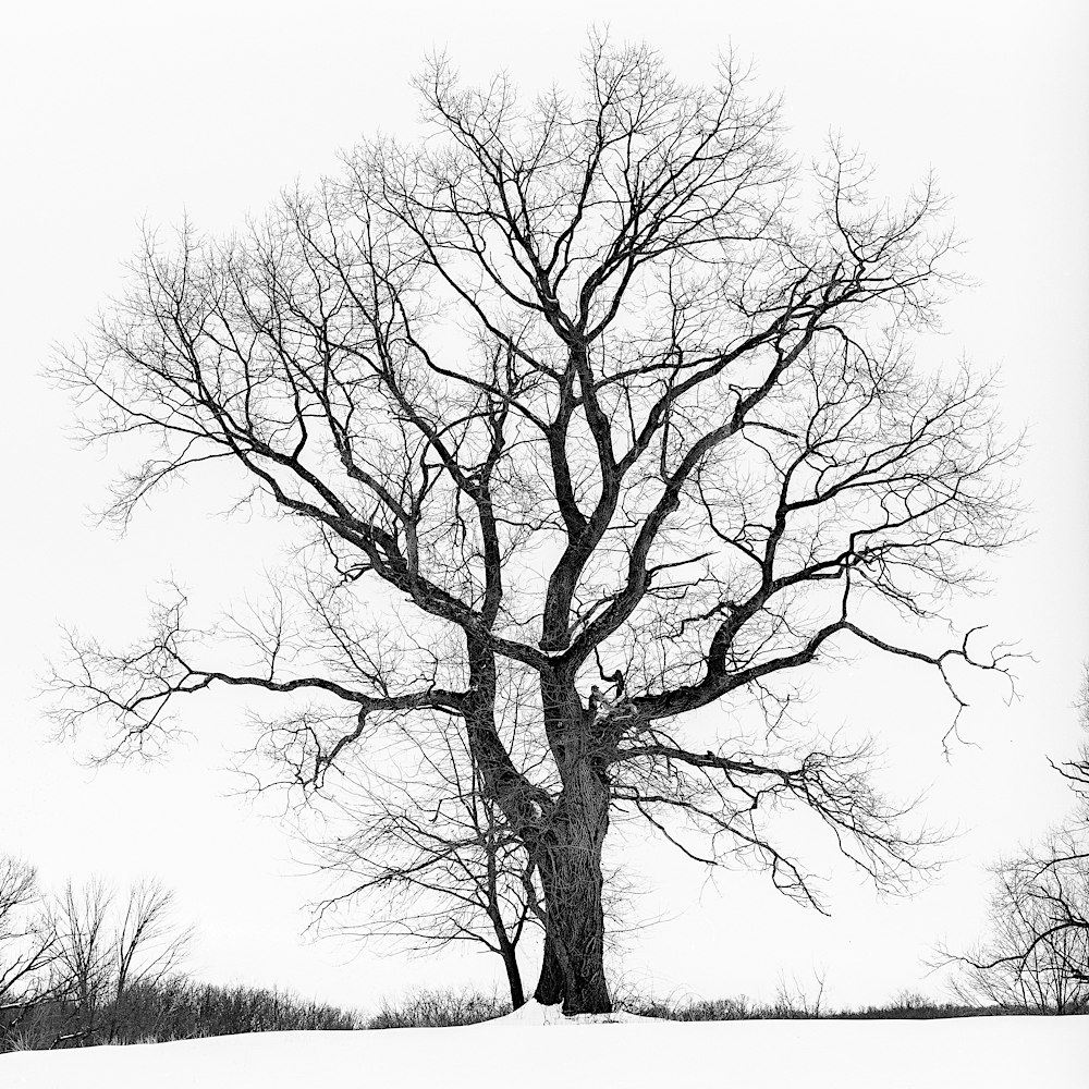 Winter Tree Identification Walk