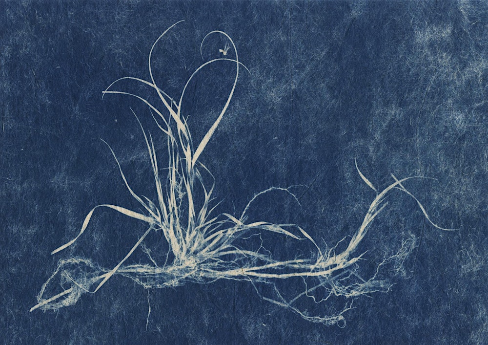 The Hand-Coated Image: Cyanotype Foundations