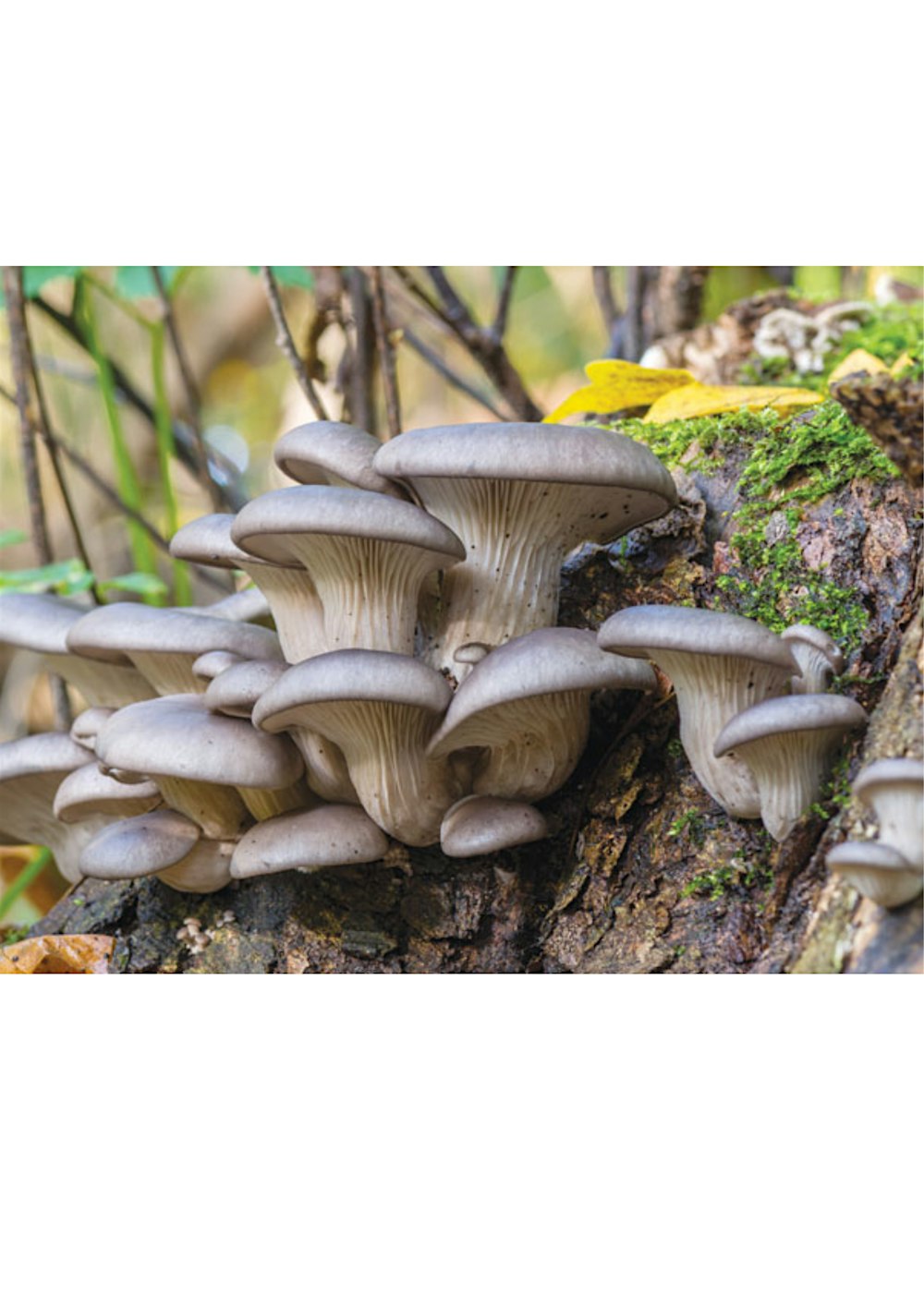 How to Grow Oyster Mushrooms, In-Person Class