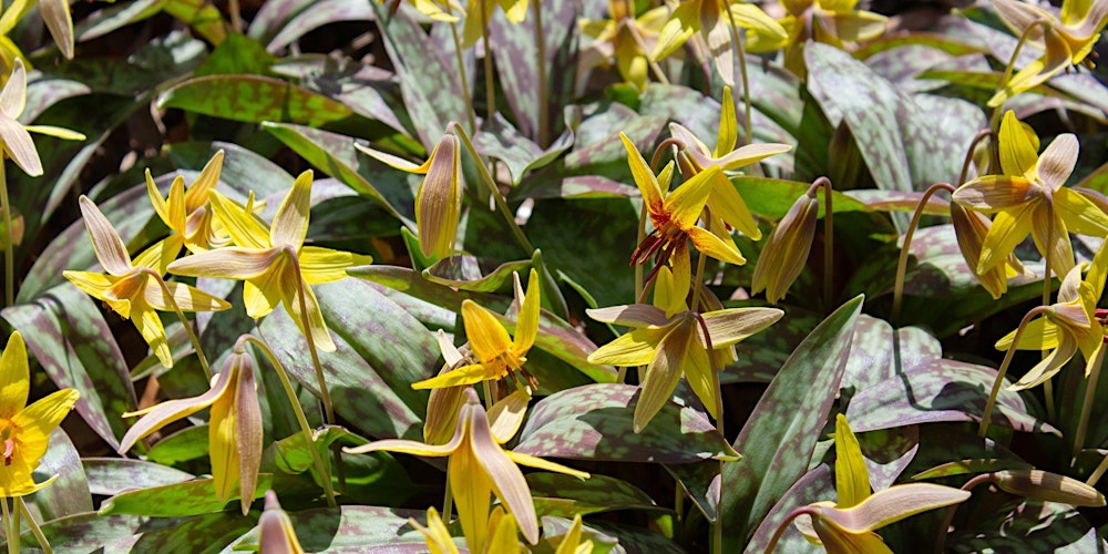 39th Annual Lahr Native Plant Symposium