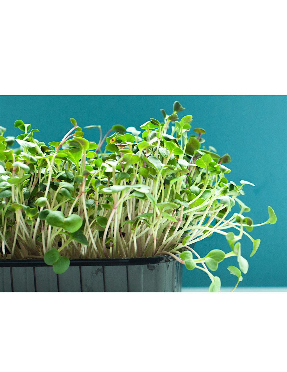 How to Grow Microgreens, In-Person Class