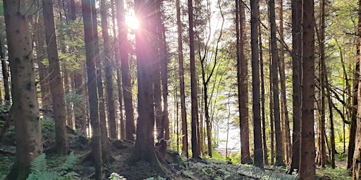 Winter Forest Bathing Walk - Taster session