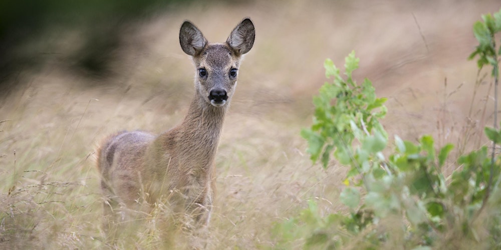 Unser Schalenwild in S-H - wildbiologisches Update zur aktuellen Situation
