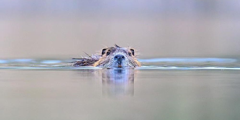 Nutria - fangen, jagen, verwerten