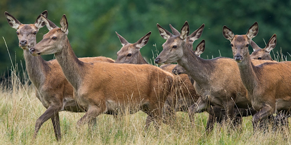 Genetische Situation der Rotwildpopulation in der Segeberger Heide