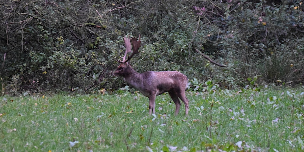 Das Ansprechen von Damhirschen
