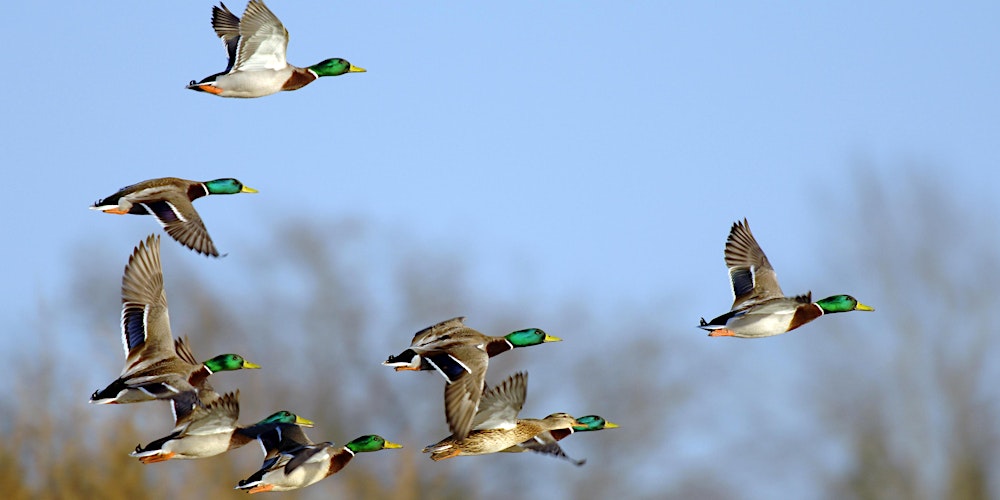 Die Stockente im Fokus - Was wir wissen und was wir tun können