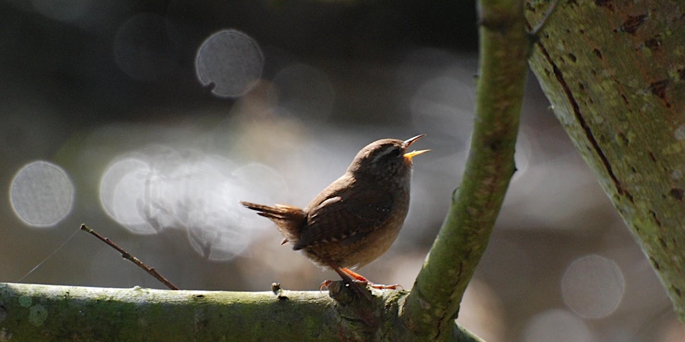 Dawn Chorus Day Walk