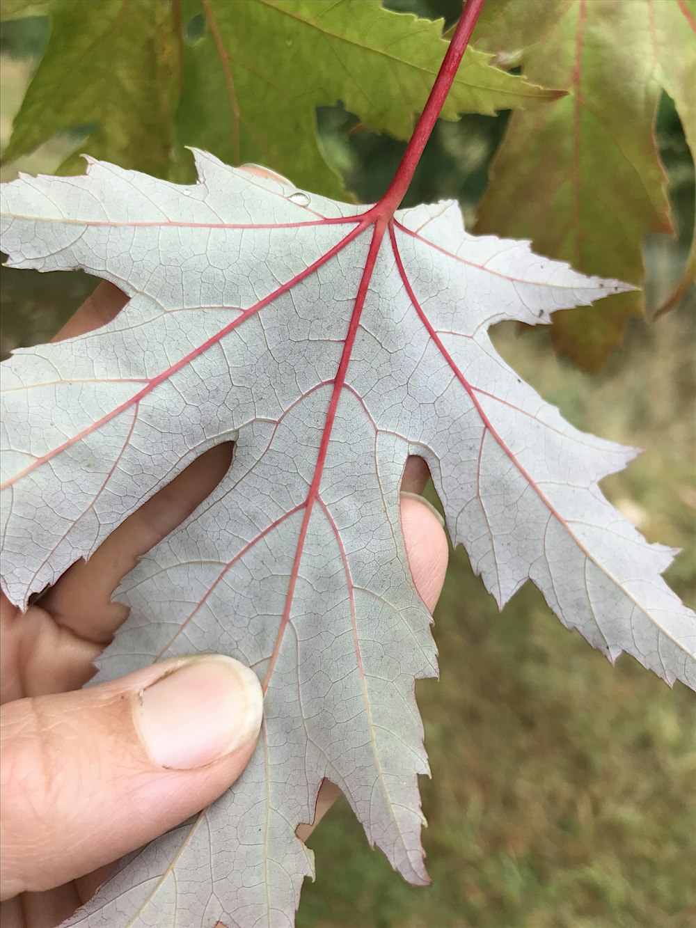 Guided Forest Therapy- Tasmanian Arboretum