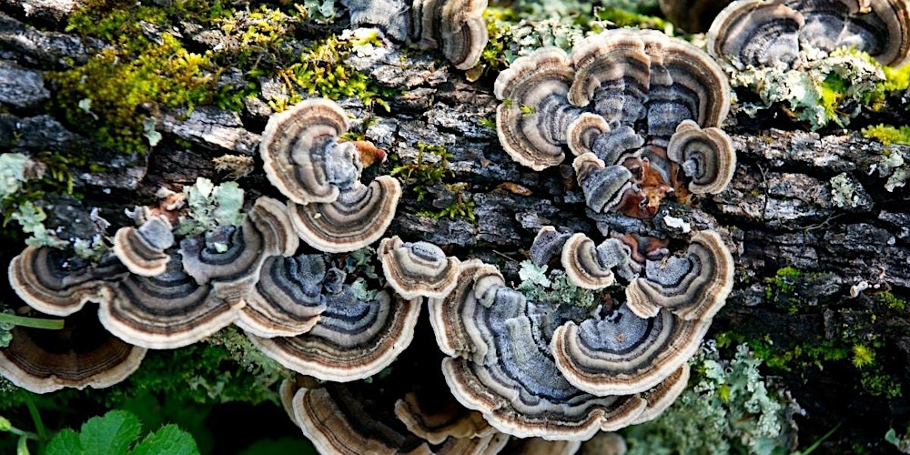 Meeting Turkey Tail