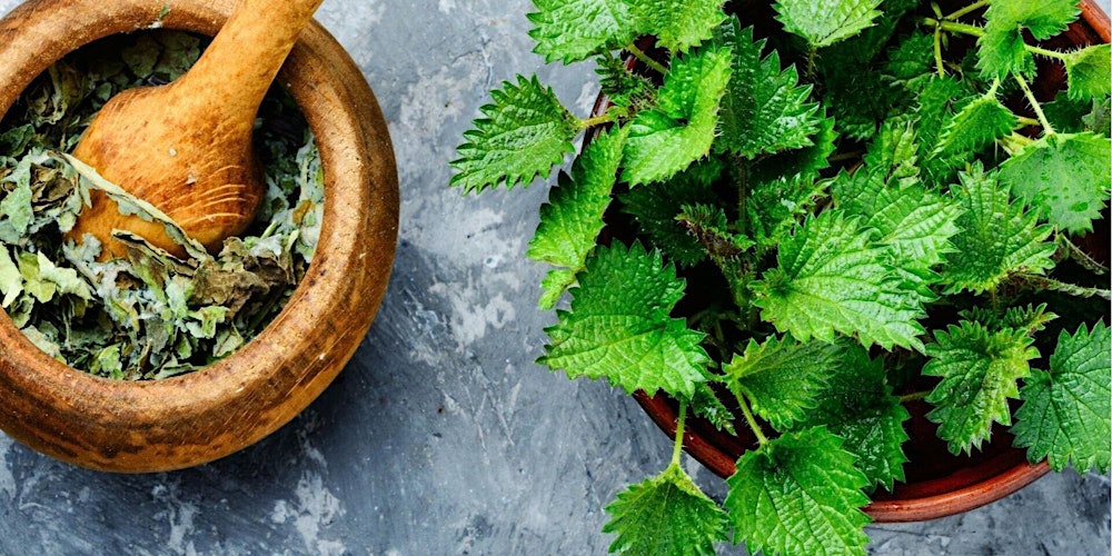 Meeting Stinging Nettle