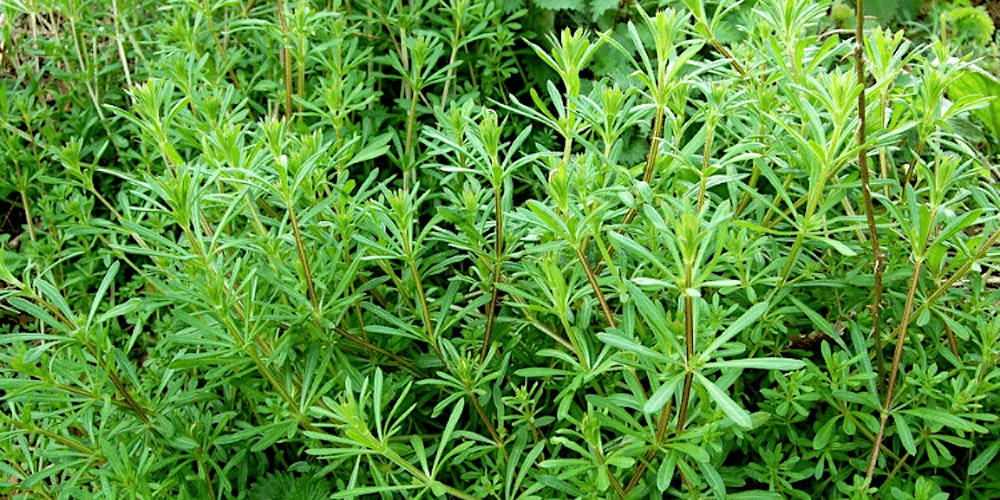 Spring Herbal Remedies