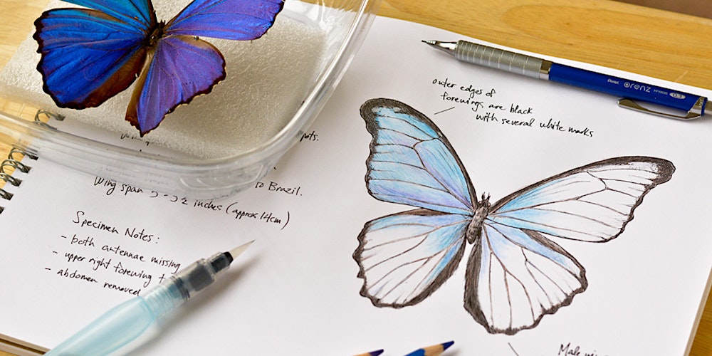 Drawing Butterflies with Pen & Ink
