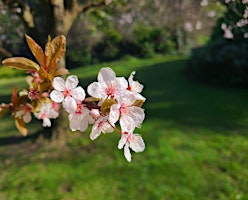 Spring Forest Bathing in Vogrie Country Park