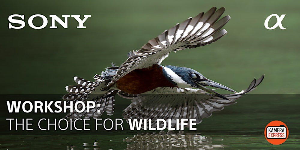 THE CHOICE FOR WILDLIFE: GREIFVOGEL-WORKSHOP IN HELLENTHAL