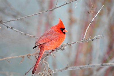 Winter Bird Walk - Monday, February 16