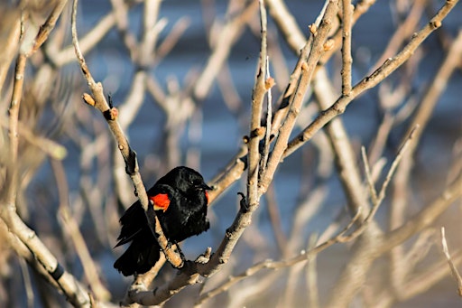 Documenting Birds and Biodiversity Workshop - Sunday, February 15