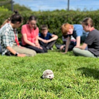 Easter Kids Camp at NSPCA Dublin - Early Bird Offer