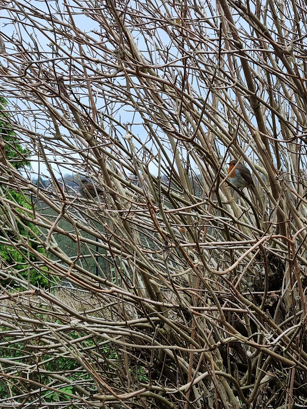 Winter Plant and Tree ID walk