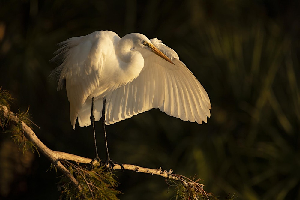 Bird and Wildlife Photography