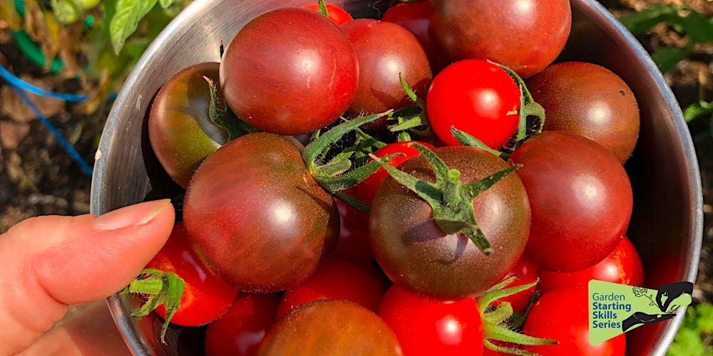 Tomato Growing Success: From Seed to Harvest