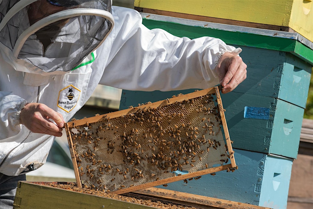 Beginning Beekeeping: The Basics and Mid-Season Colony Health